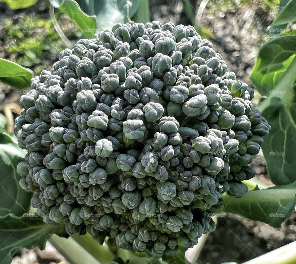 Have you ever got up and personal with your food? Nature in itself is amazing in detail. 