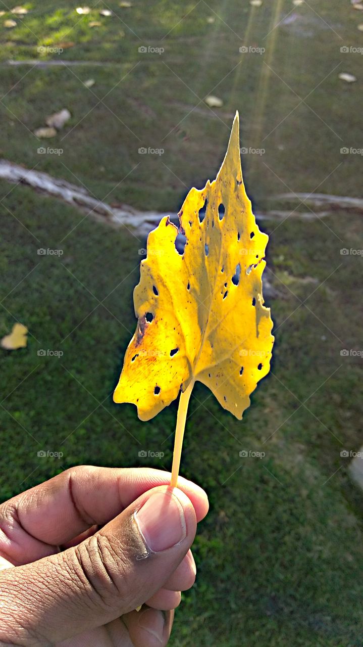 holey leaf