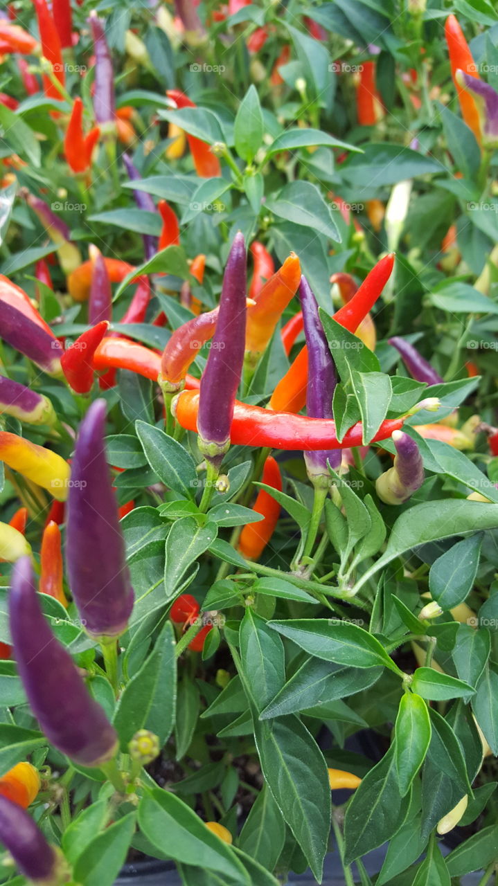 rainbow peppers