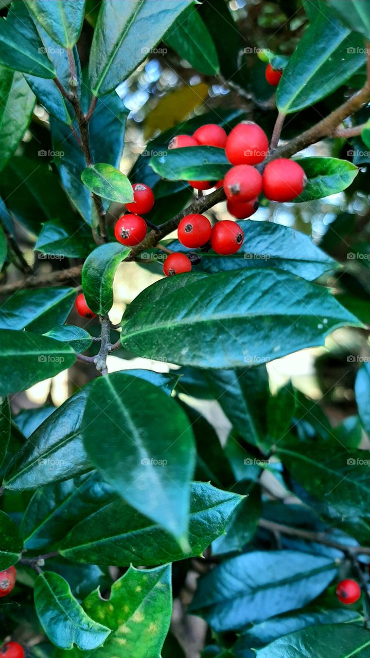 Holly berries