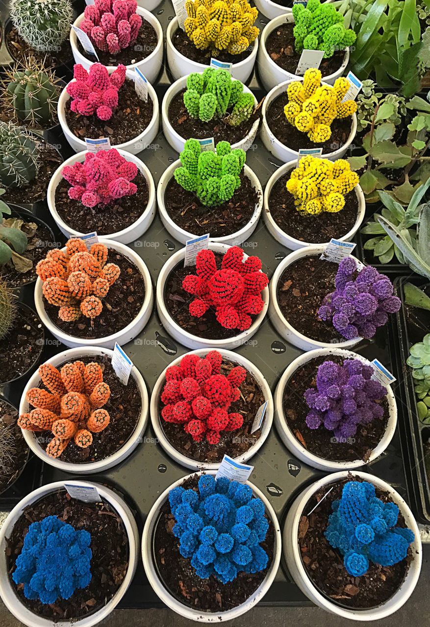 Rows of cactus plants in rainbow colors.