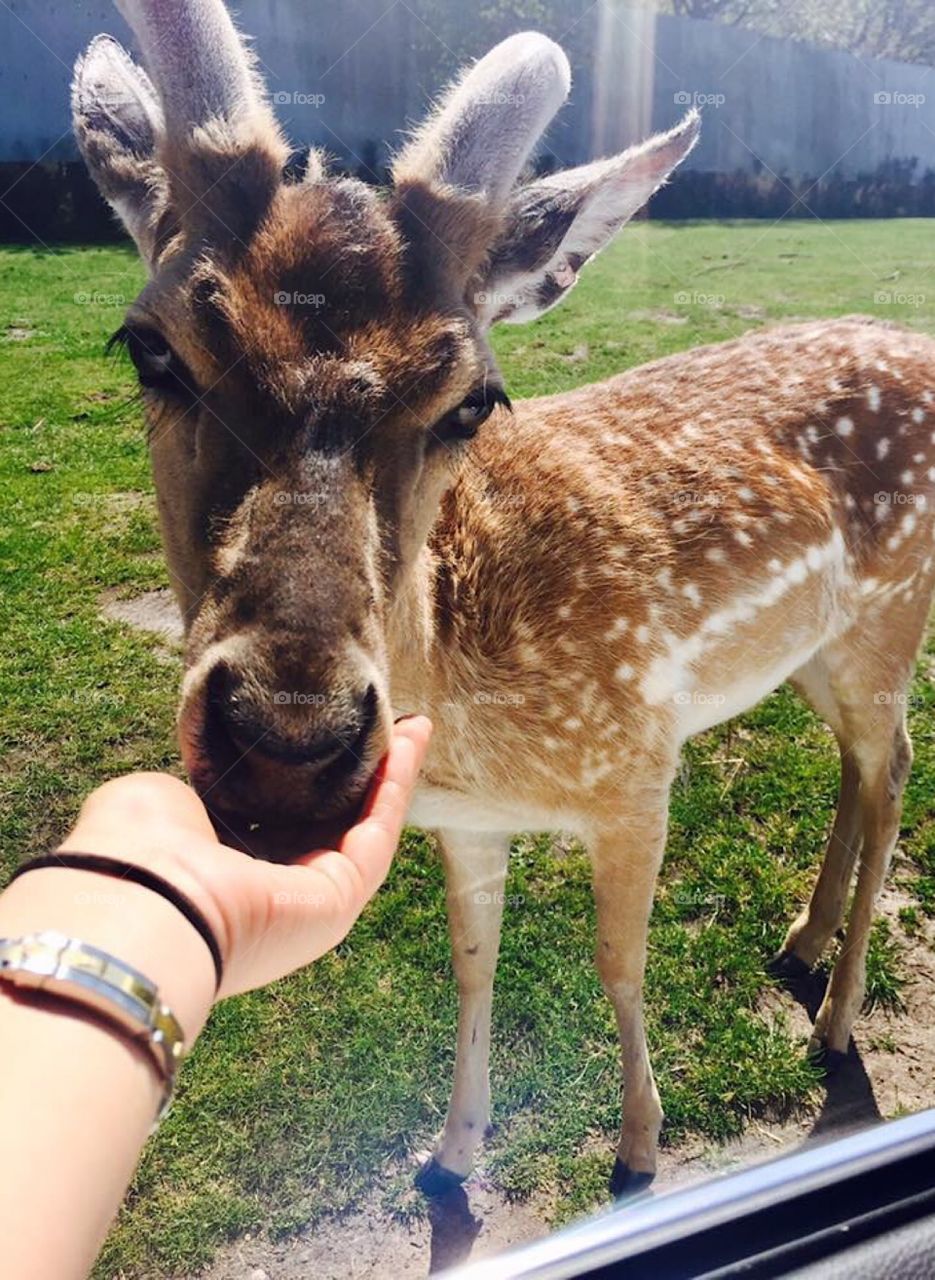 West Midlands safari park feeding deer