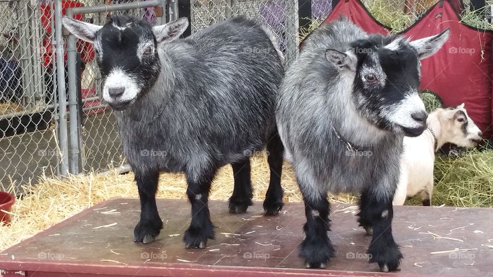 Pygmy Goats