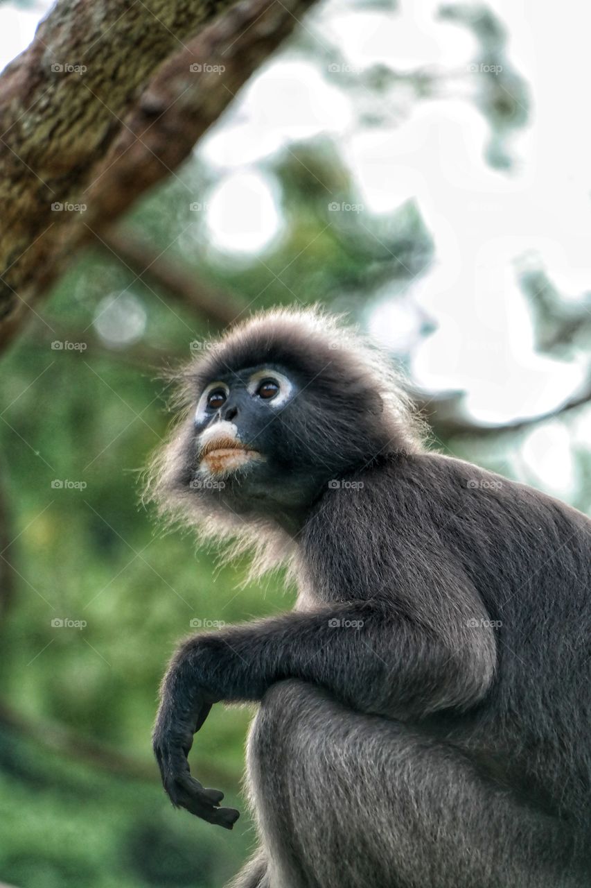Dusky Leaf Monkey
