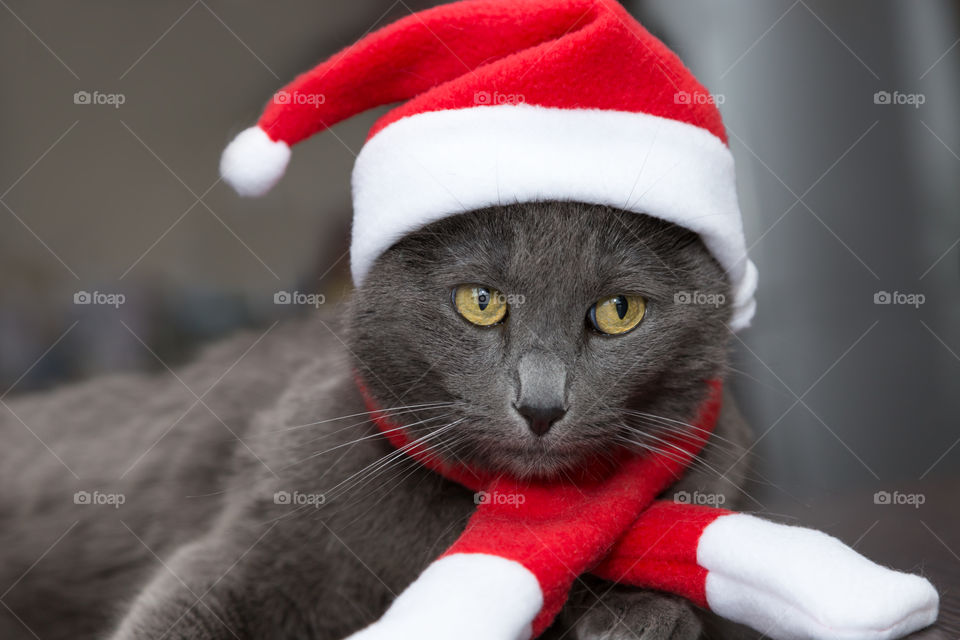 cat in Christmas hat