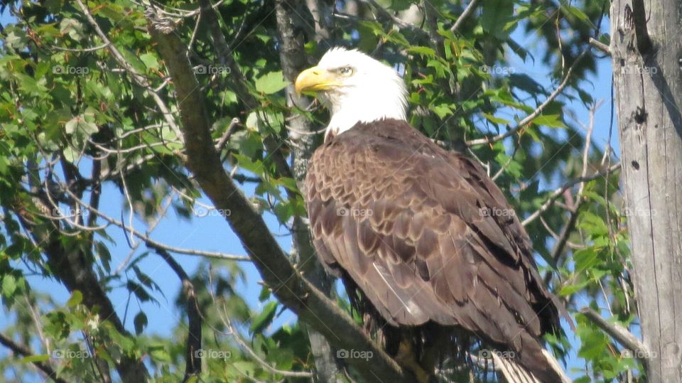 Bald Eagle resting on Branch