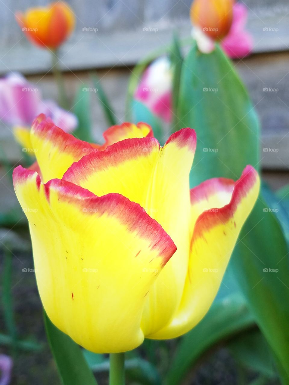 Red tipped, yellow tulip