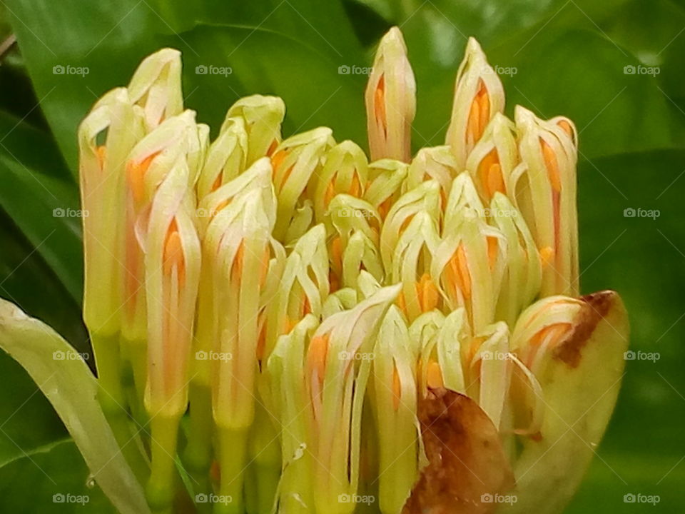 Flower buds