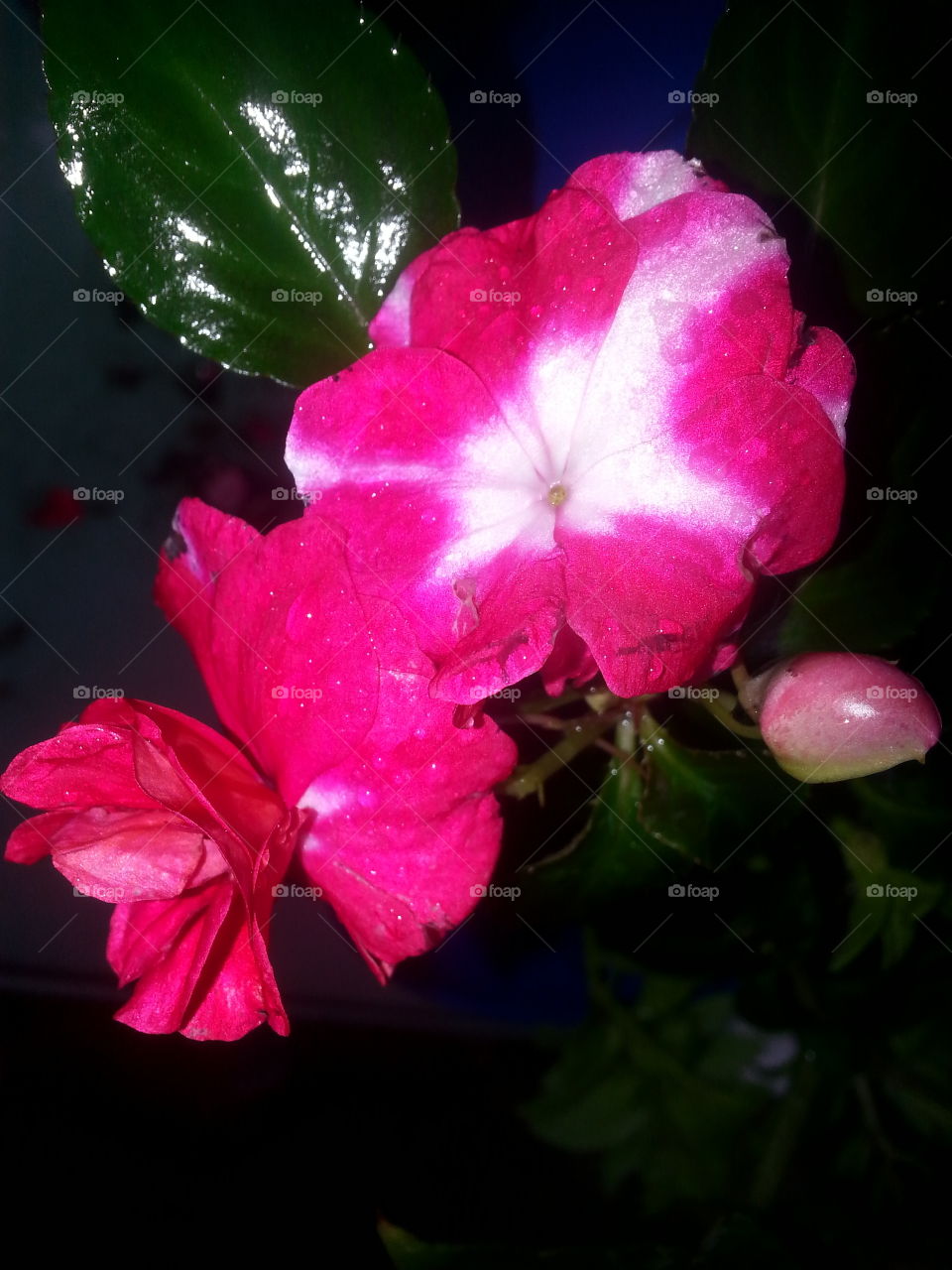 double ruffle impatients