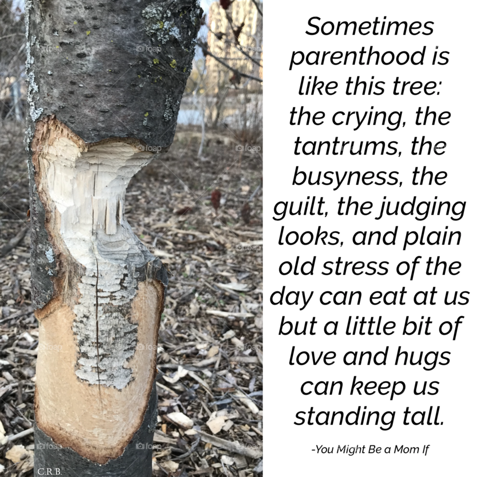 Beaver Bit Tree with Parenthood Saying