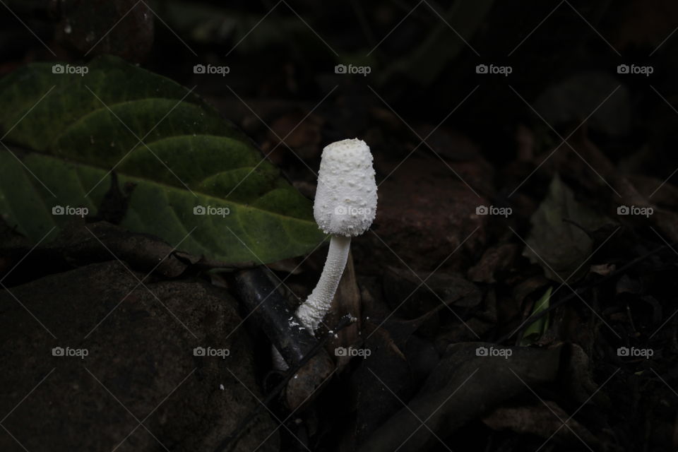 white mushroom