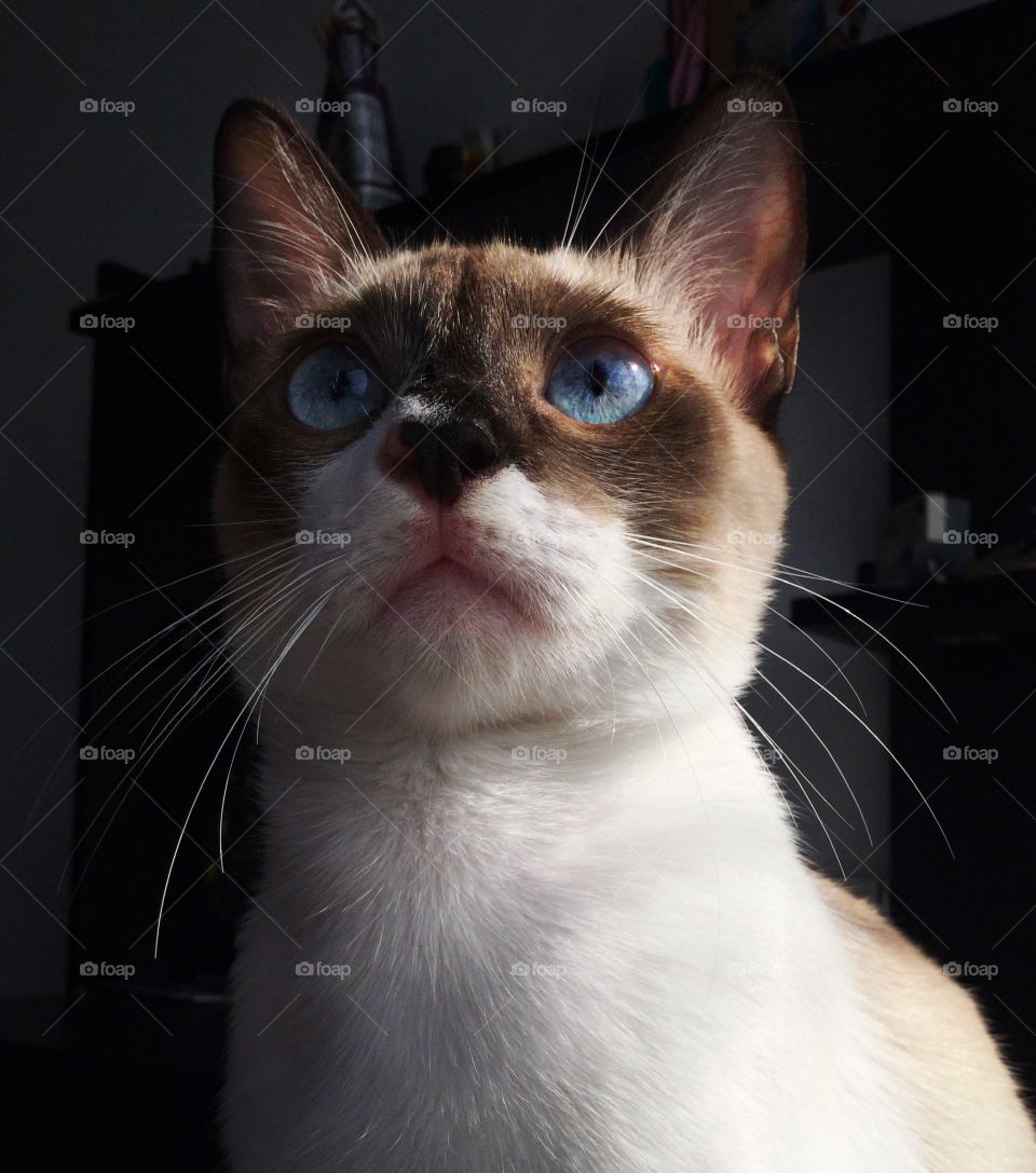 Cat, kitty