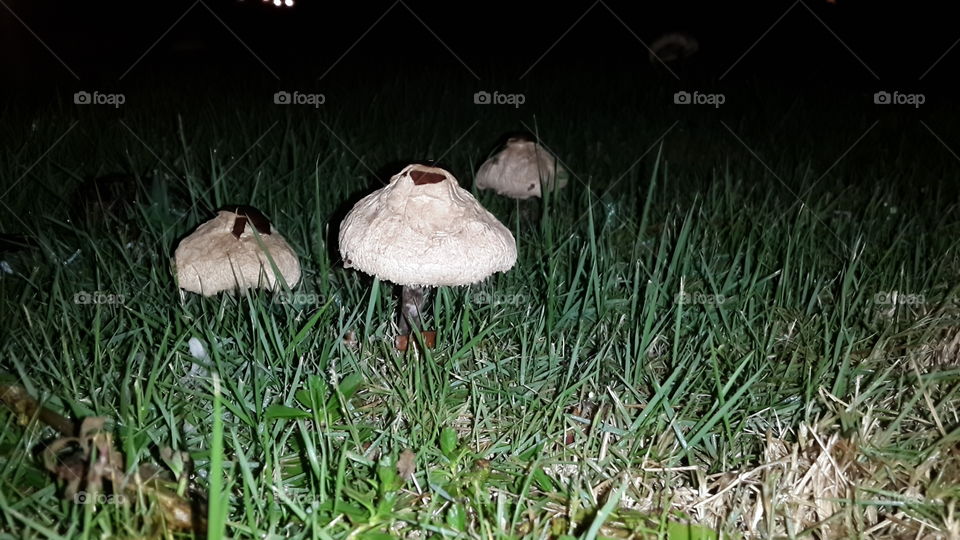 mushrooms. white mushrooms