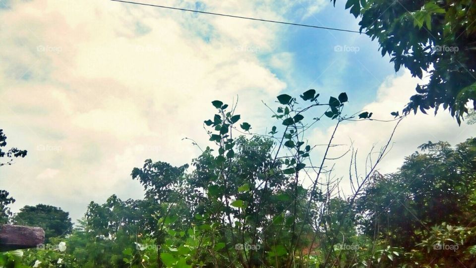 clouds and plants