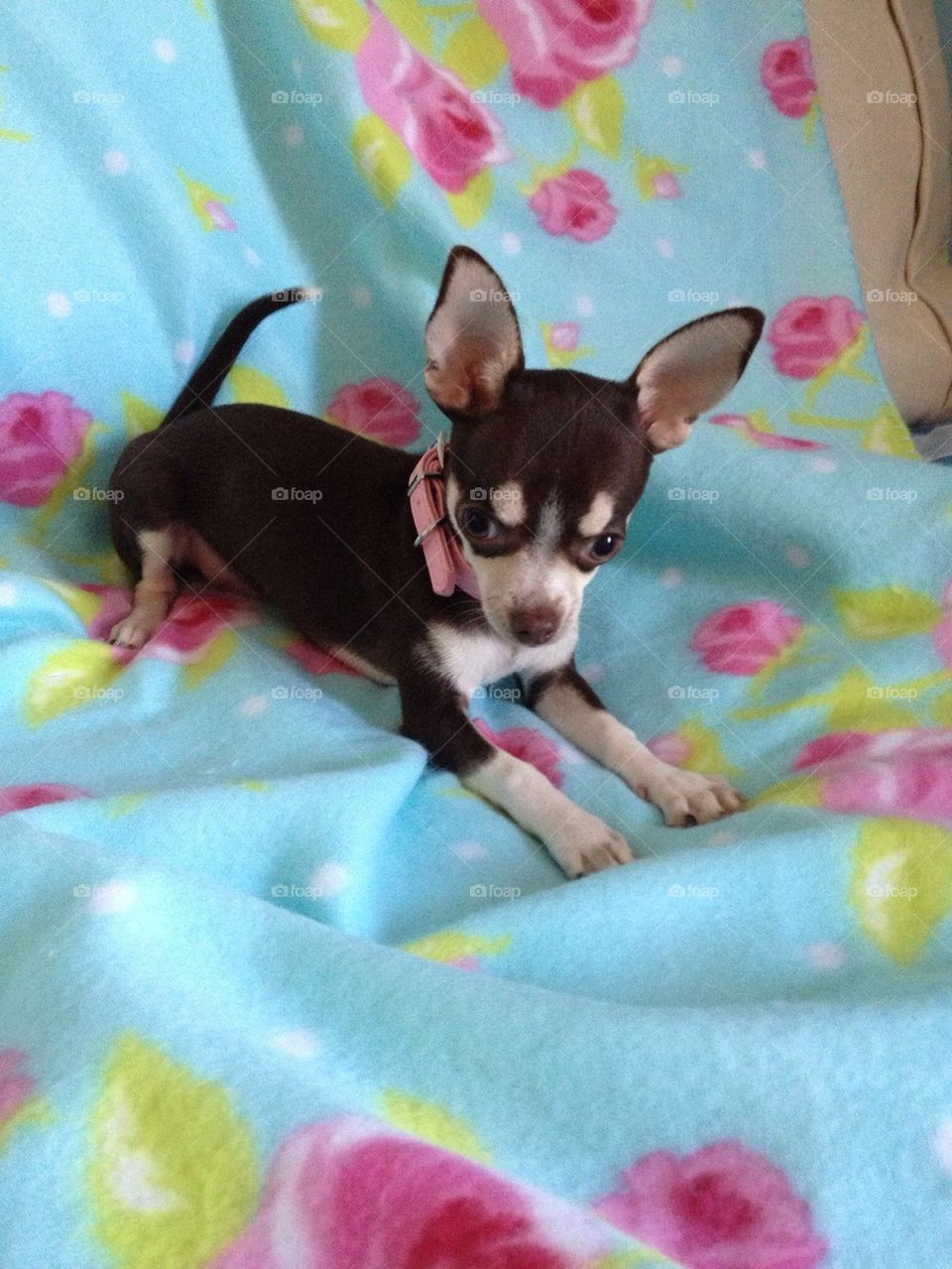 Chihuahua puppy, Betty love her.