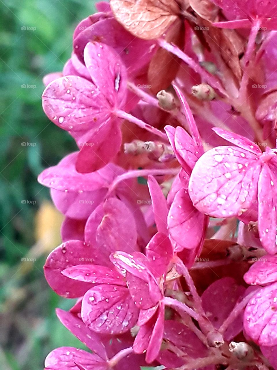 closeup of bouquet hydrangea  turning deep pink