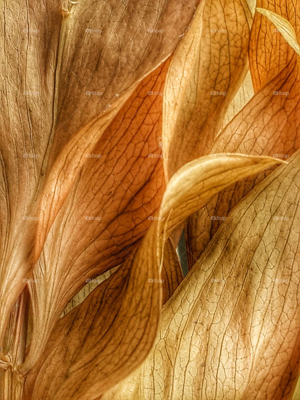 Dried leaf in detail