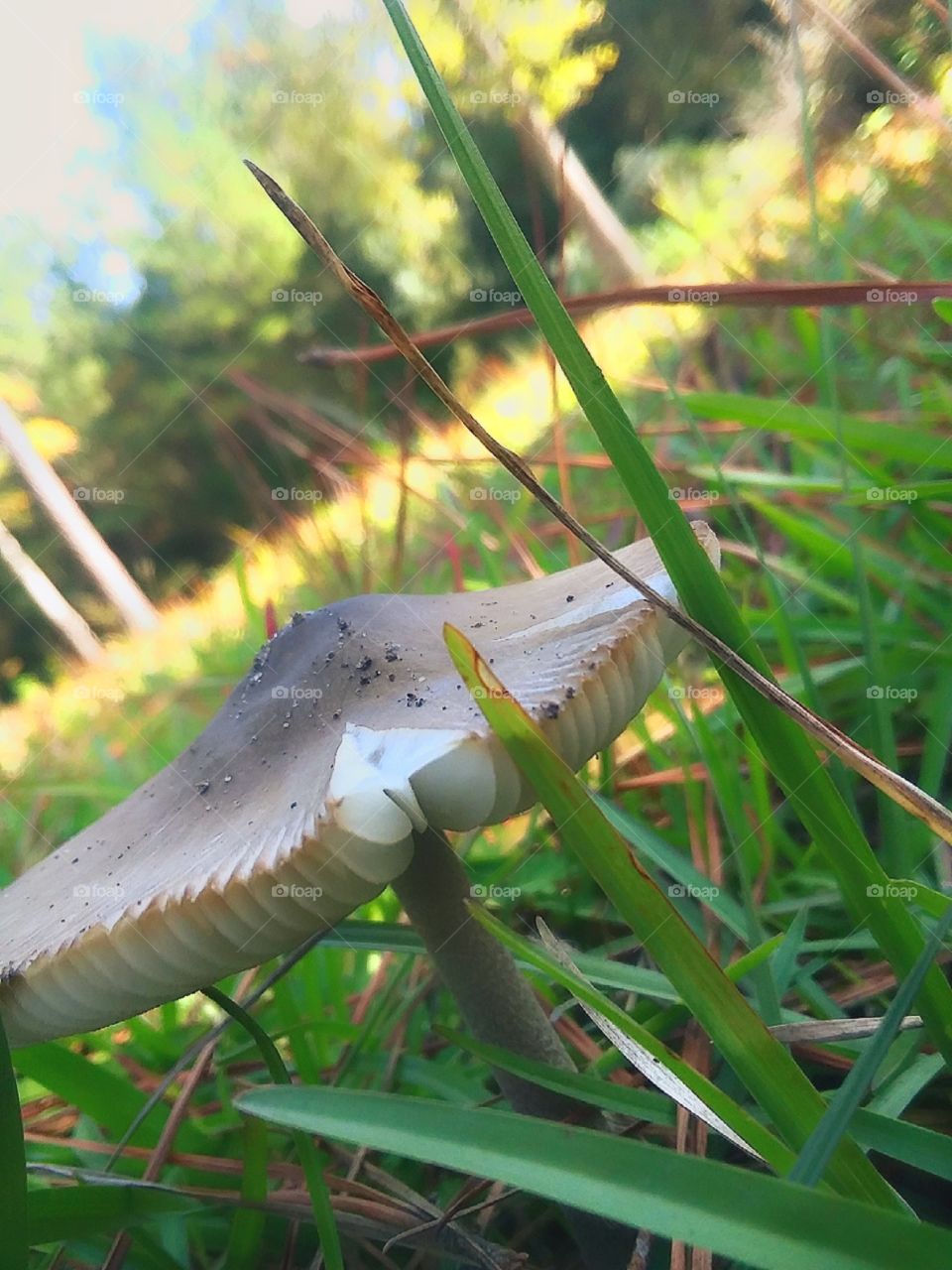 A mushroom growing in the tall blades if grass