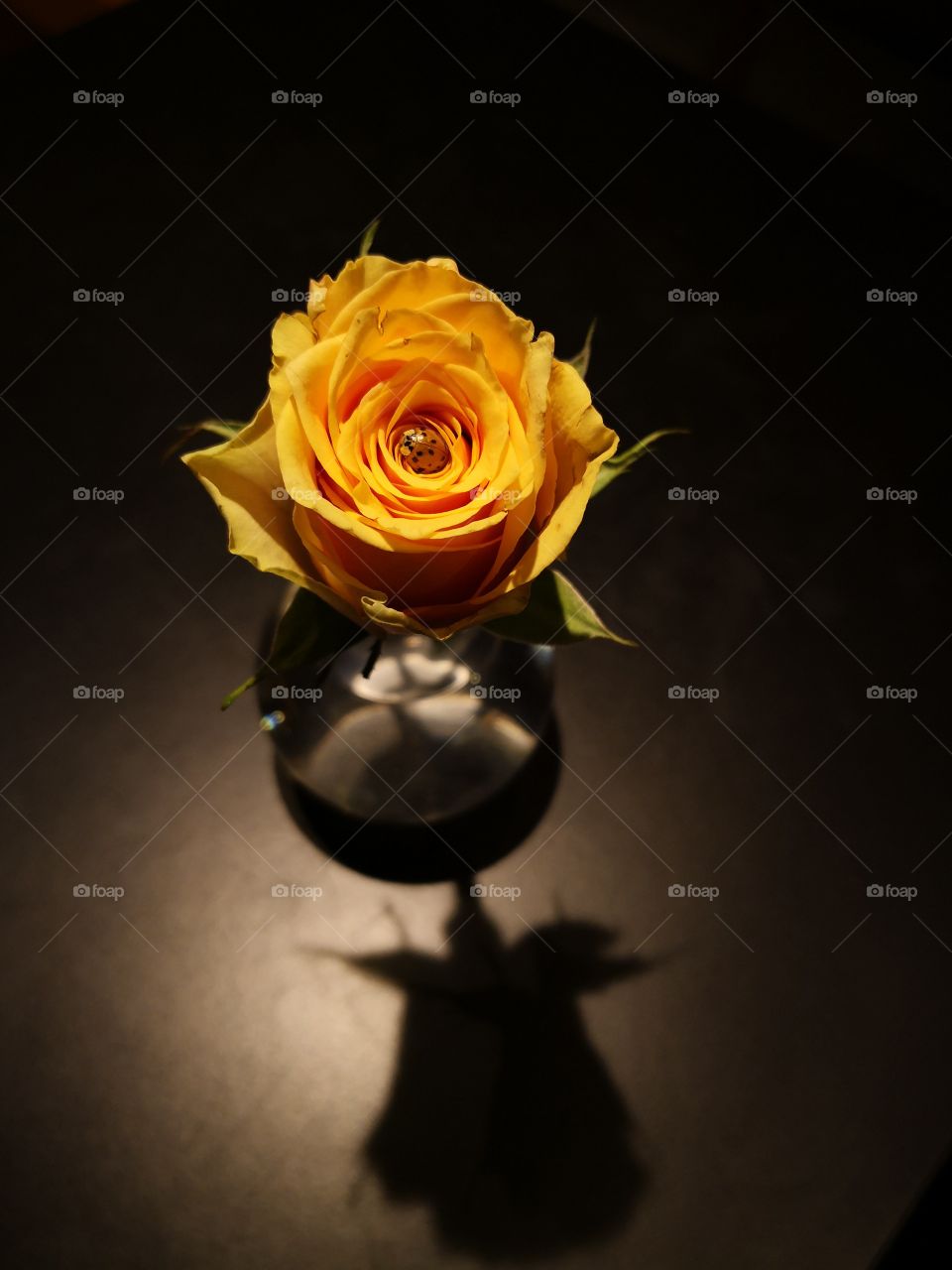 Ladybug in the rose.