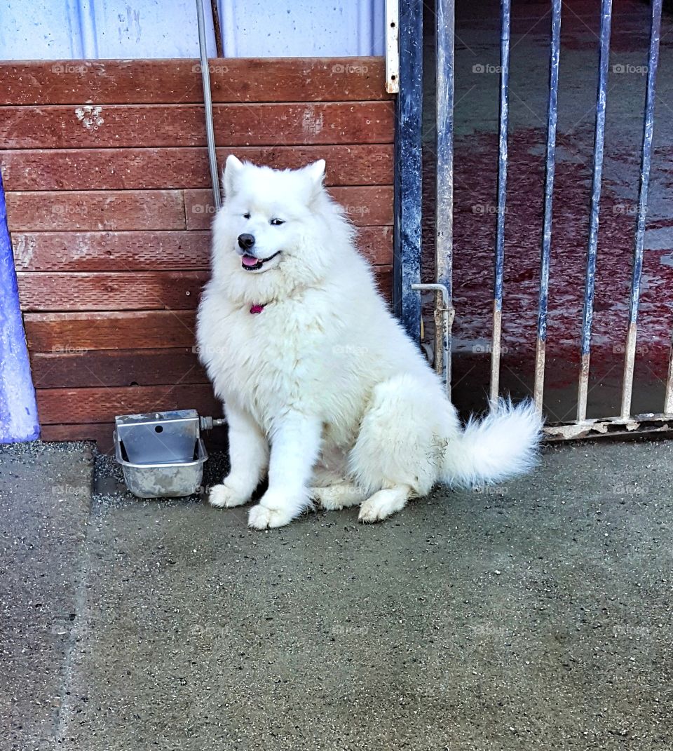 Samoyed