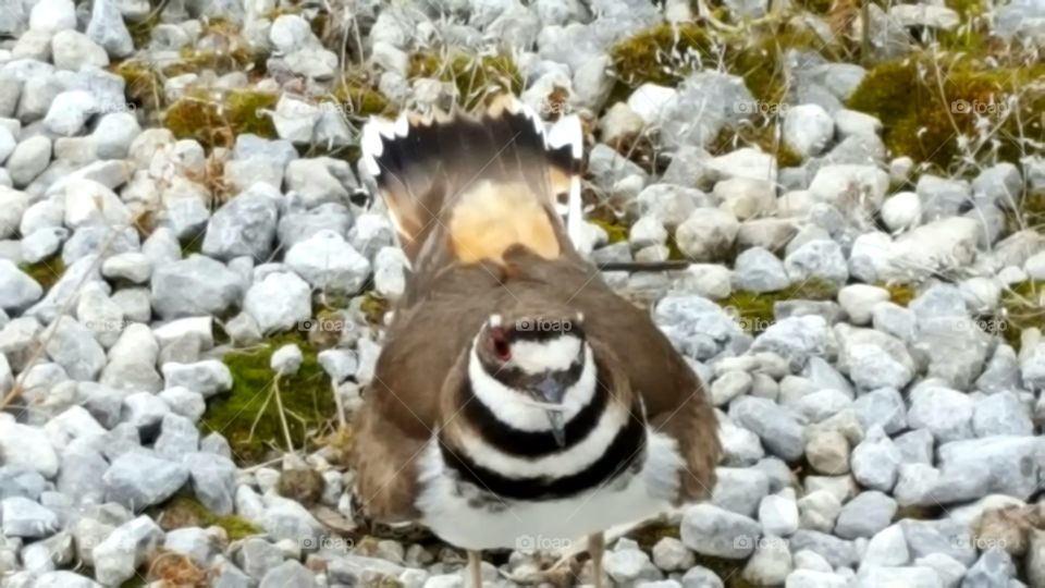 killdeer on her nest