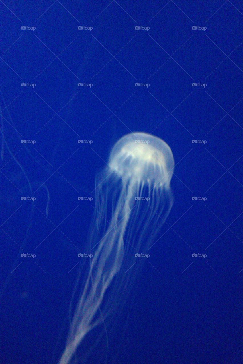 Moon Jellies. Single jellyfish with long tentacles.