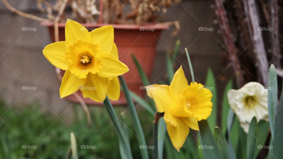Daffodils
