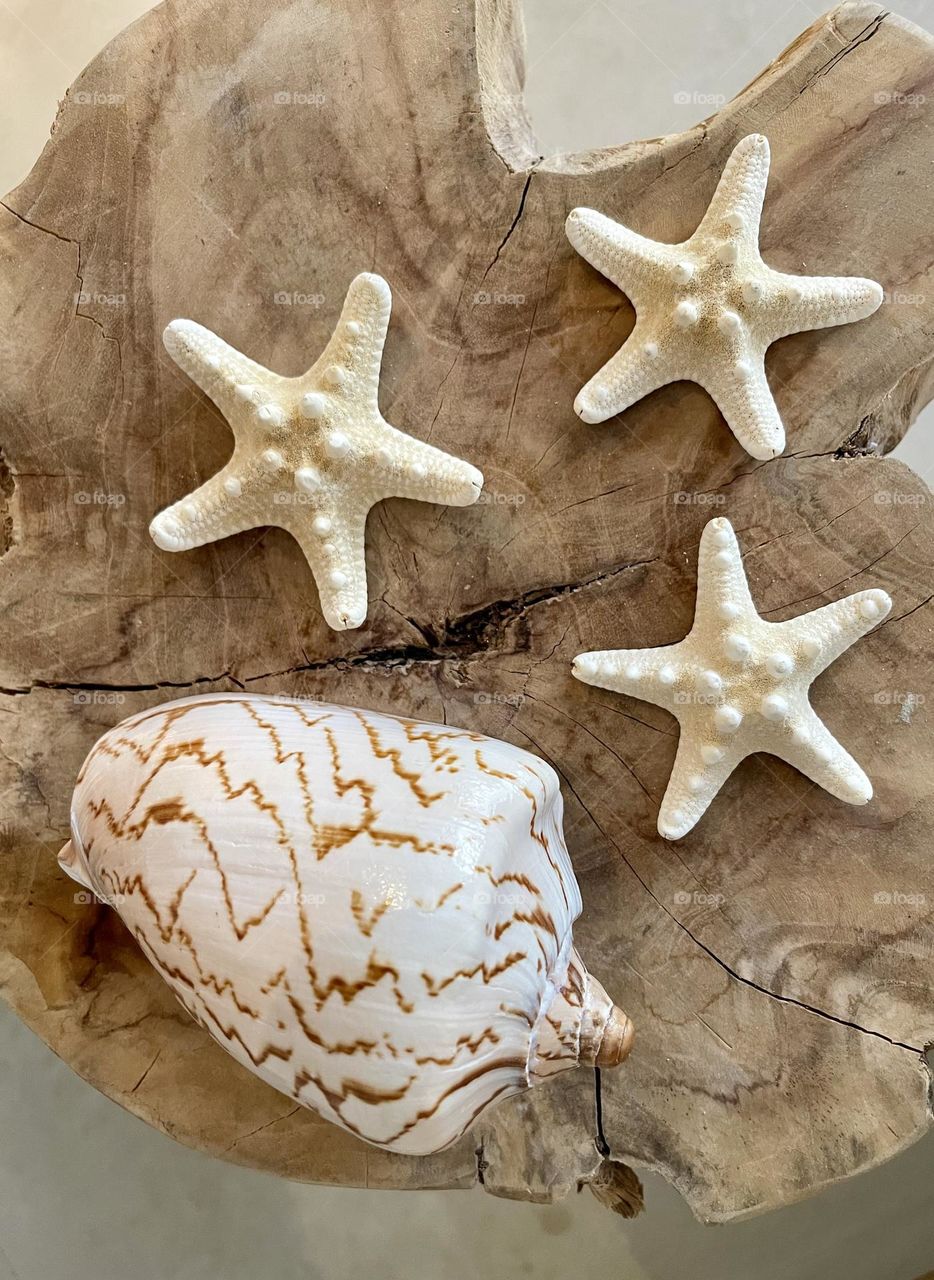 Three sea stars and shelf against wooden background 