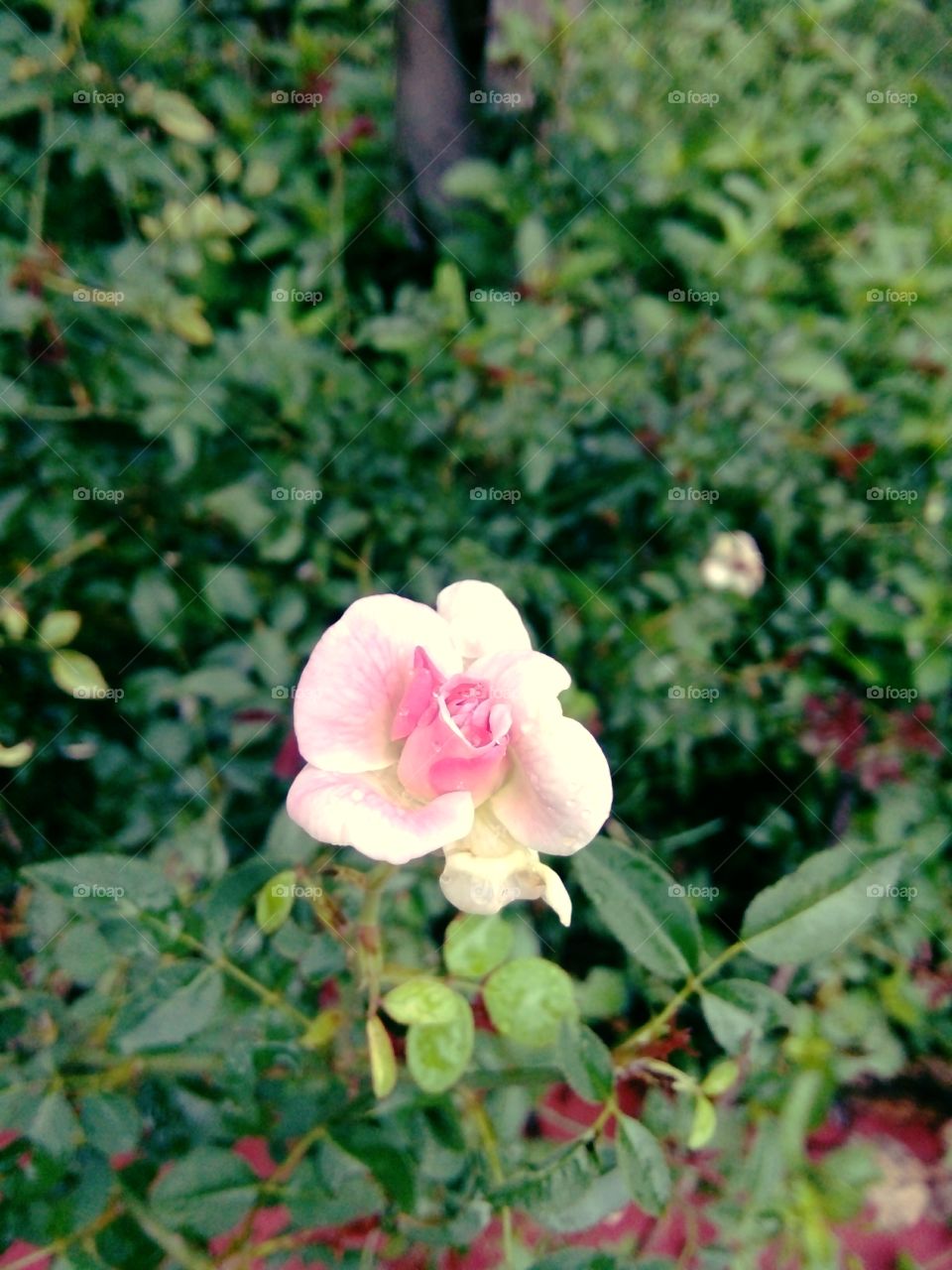 Flower photo,Beautiful photo of beautiful flower,Indian species of flower,Best flower photo for you,Memorable picture of flower,Flower photo photo for message,Flower photo for everyone,Flower message,A nice picture for you For Indian Flowers