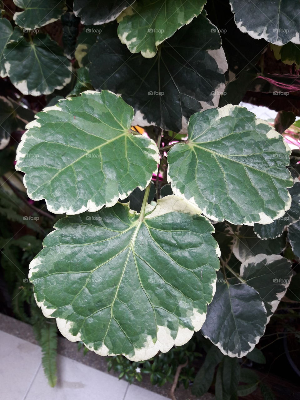 the leafs of polyscias has white color around  the wavy edge. There are many small bulge all over them.