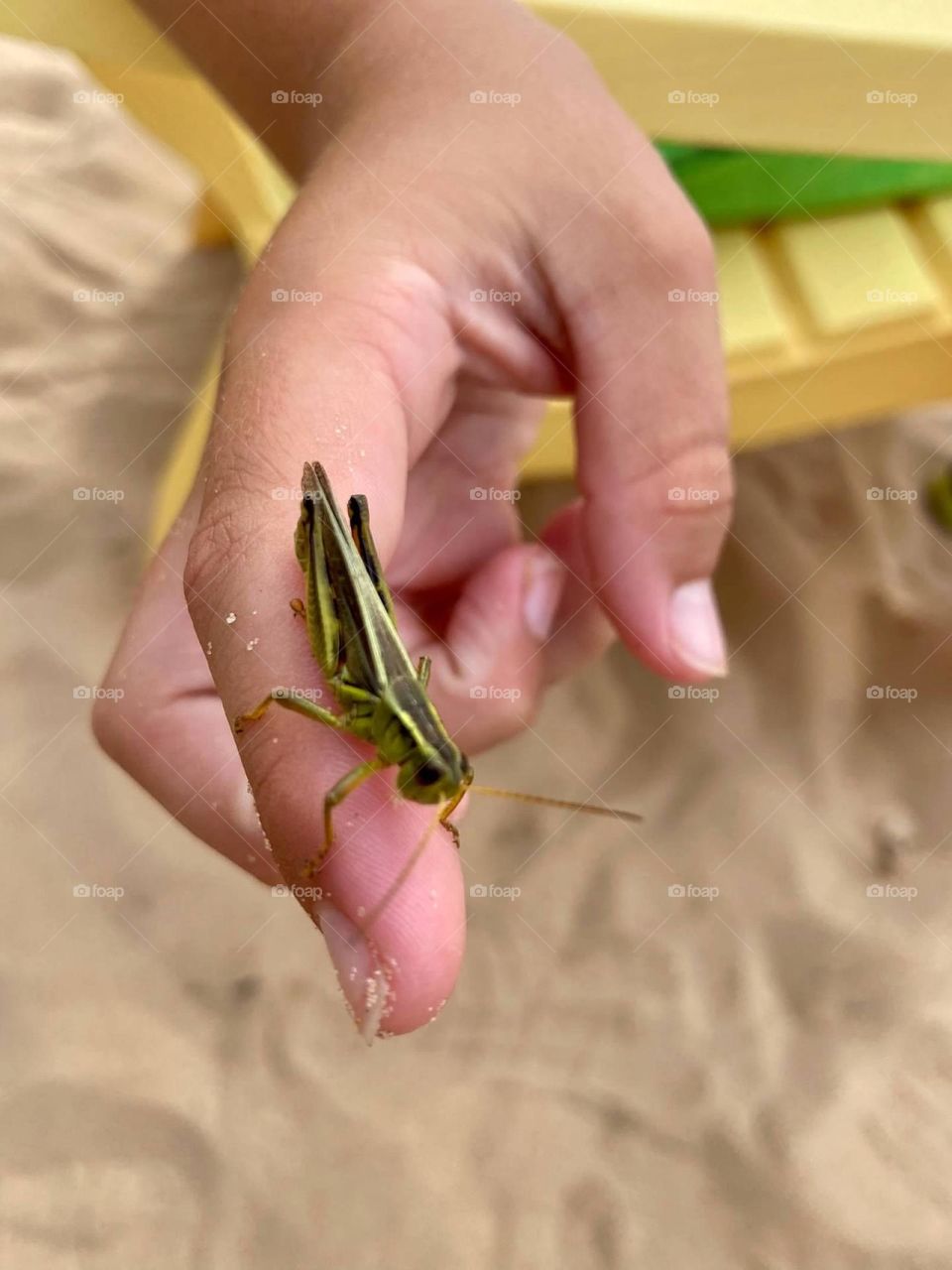 A green grasshopper rests on a hand after a hop through the sand pit. It will soon travel into the nearby forest to continue his journey. 