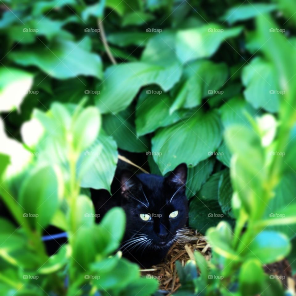 High angle view of cat