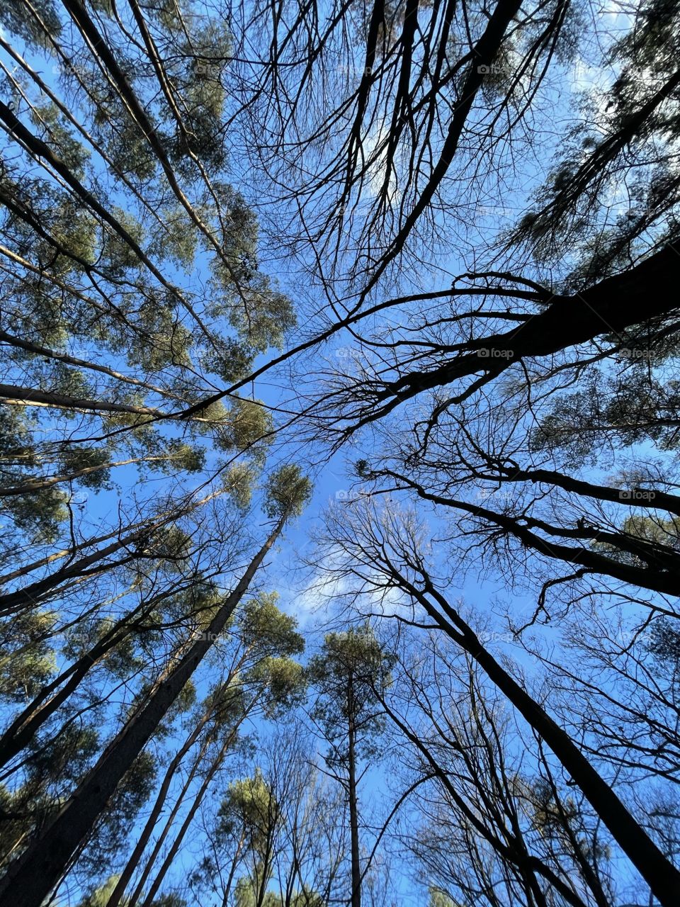Look up, forest 