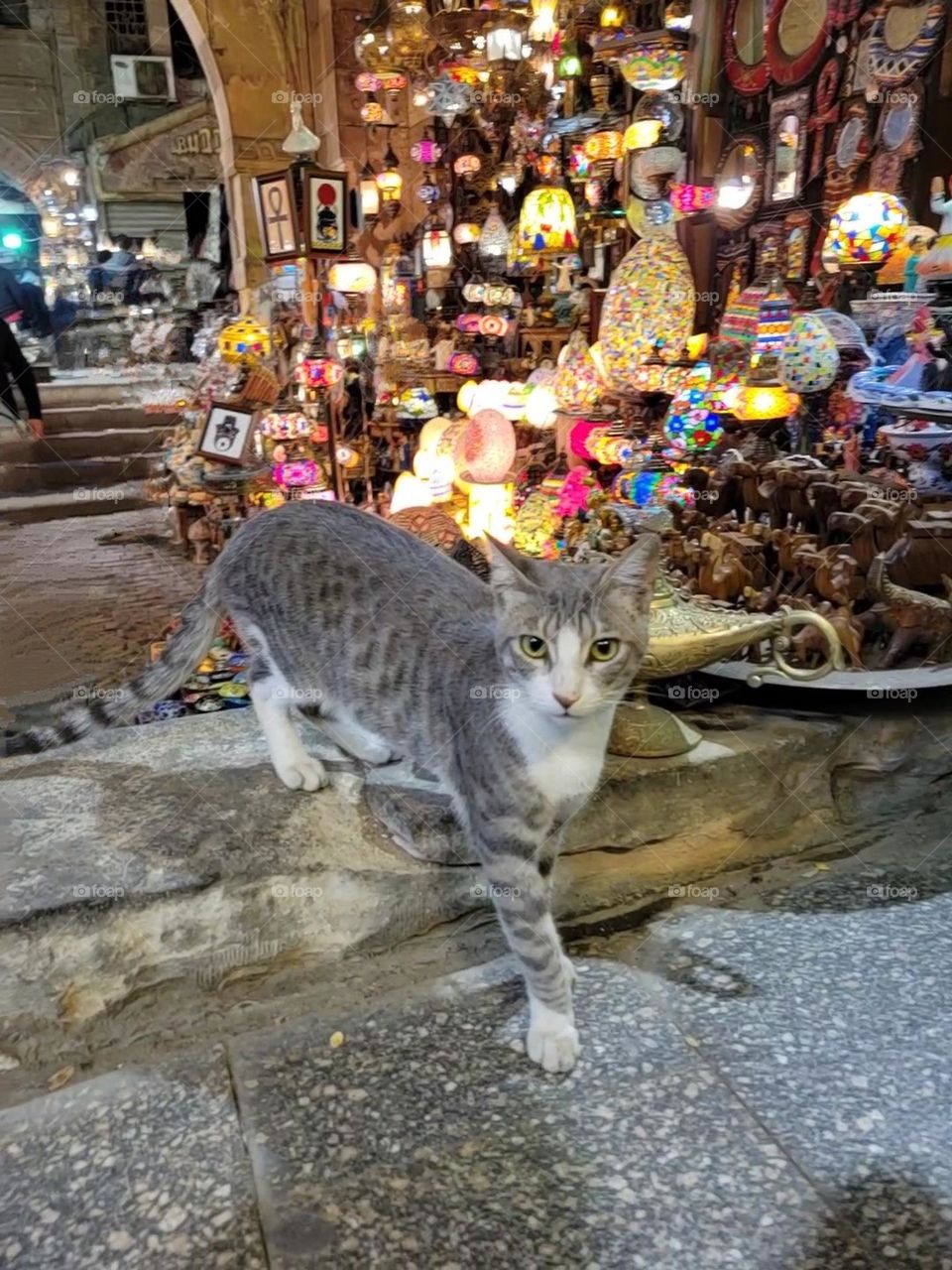 Cat at Khan el-Khalili Cairo Egypt