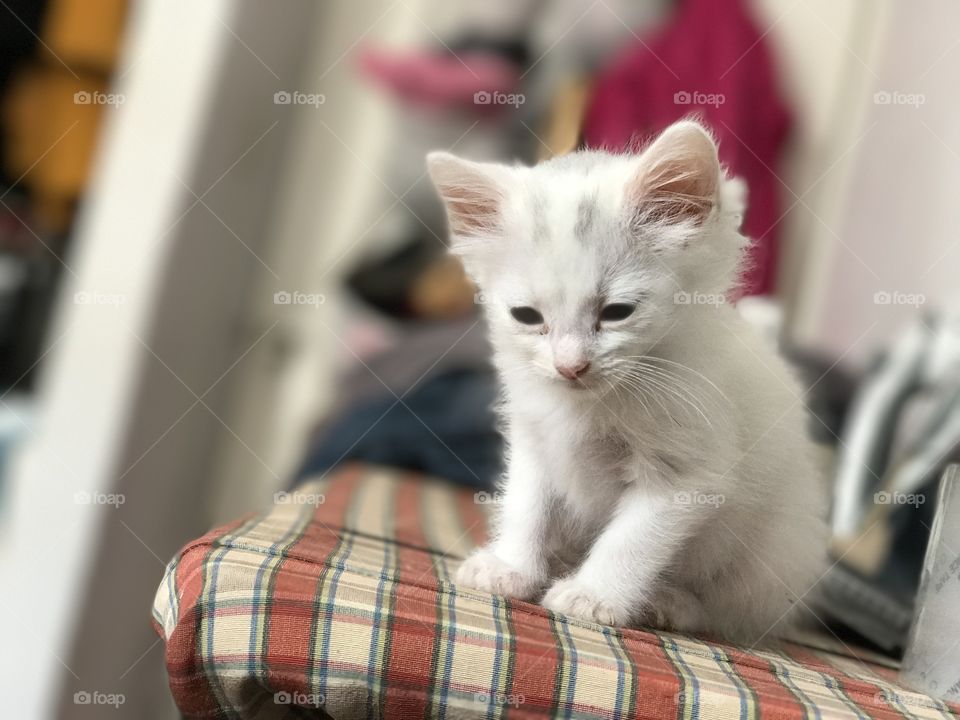 Little kittie in the closet