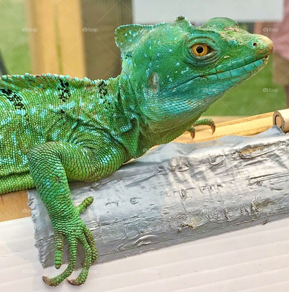 Bright green lizard has ellipse shaped scales on body 