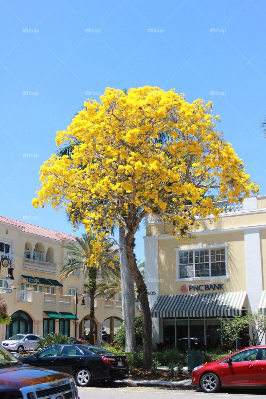 The yellow tree 