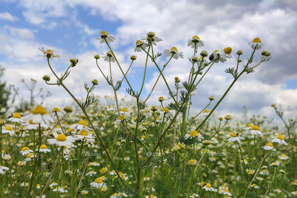 Spring flowers