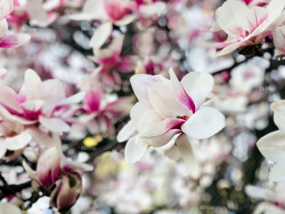 Pink magnolia 