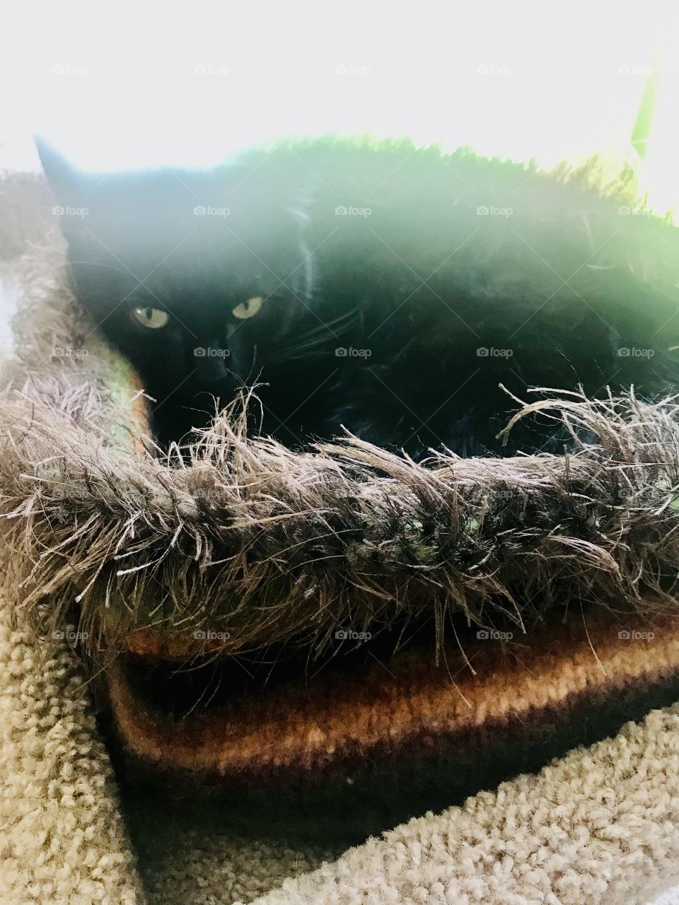 Darling kitty cat all cuddled up for afternoon nap!!