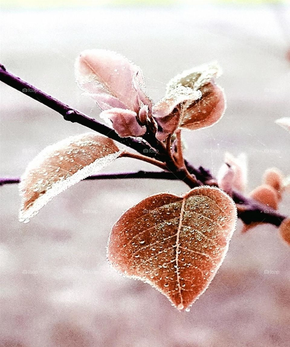 Cool spring morning in South Texas, USA.