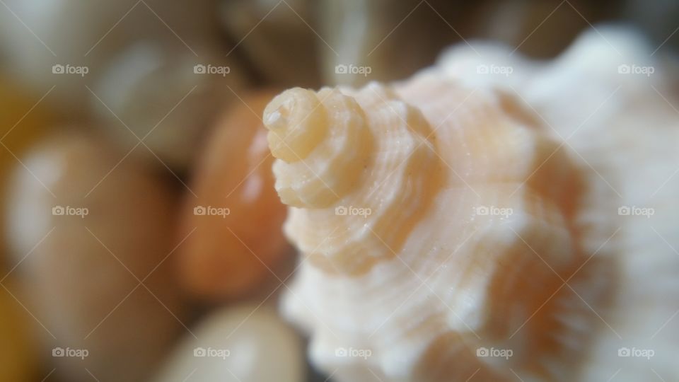 Seashell on a stoney beach.