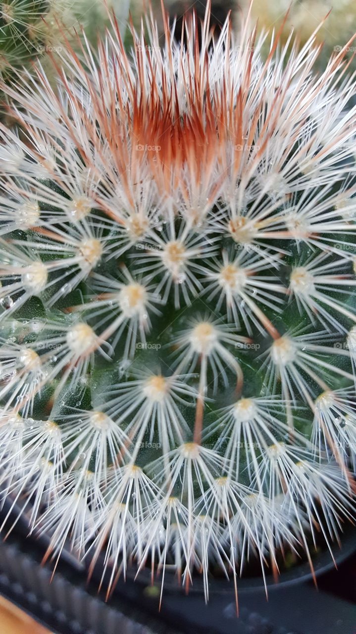 cactus