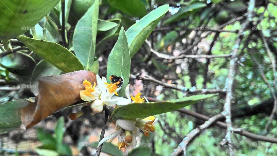 Pollination of lemon