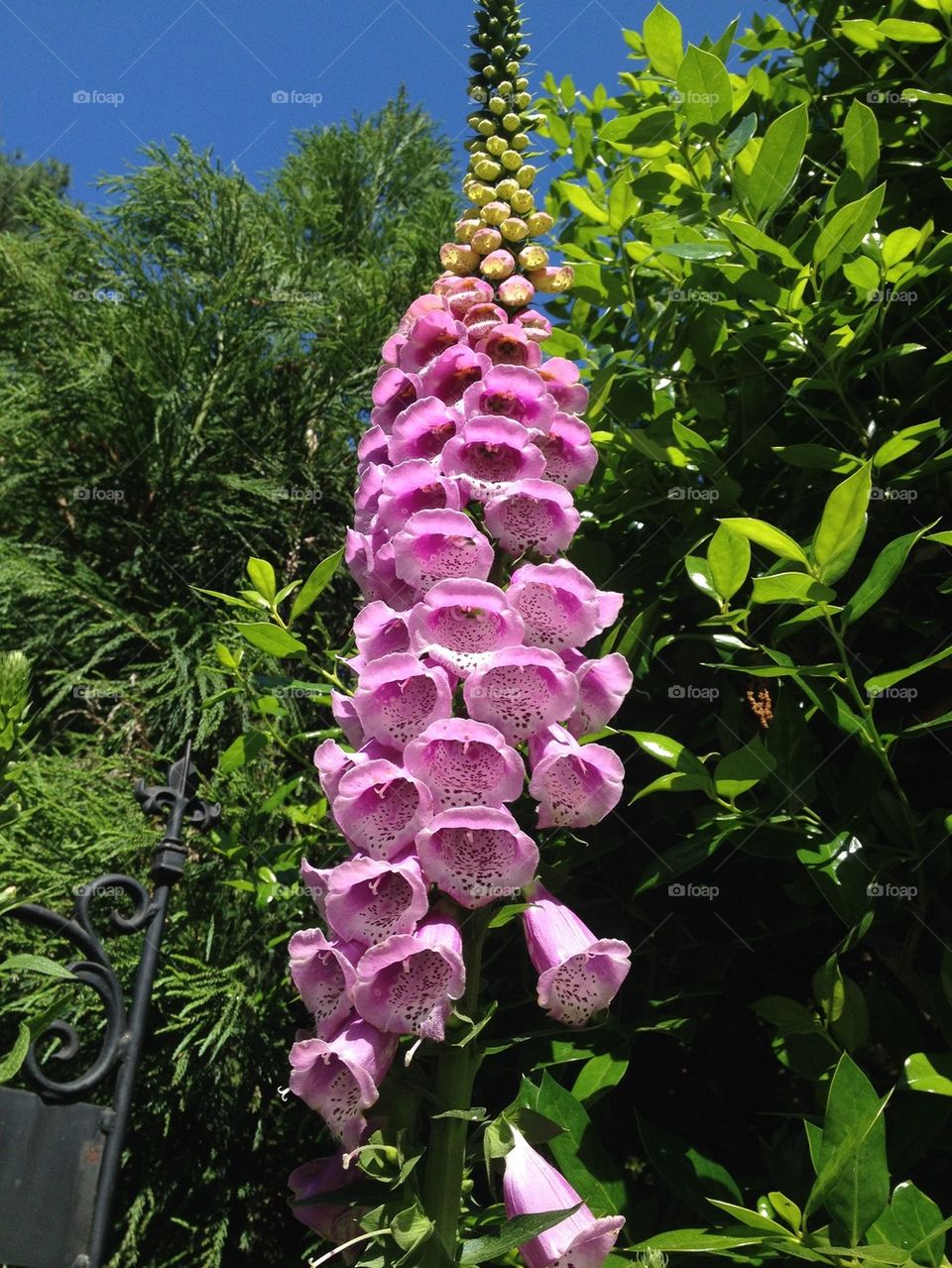 Foxglove Morning 