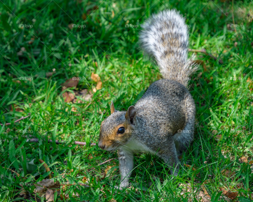 Beautiful curious squirrel approaching me in Boston