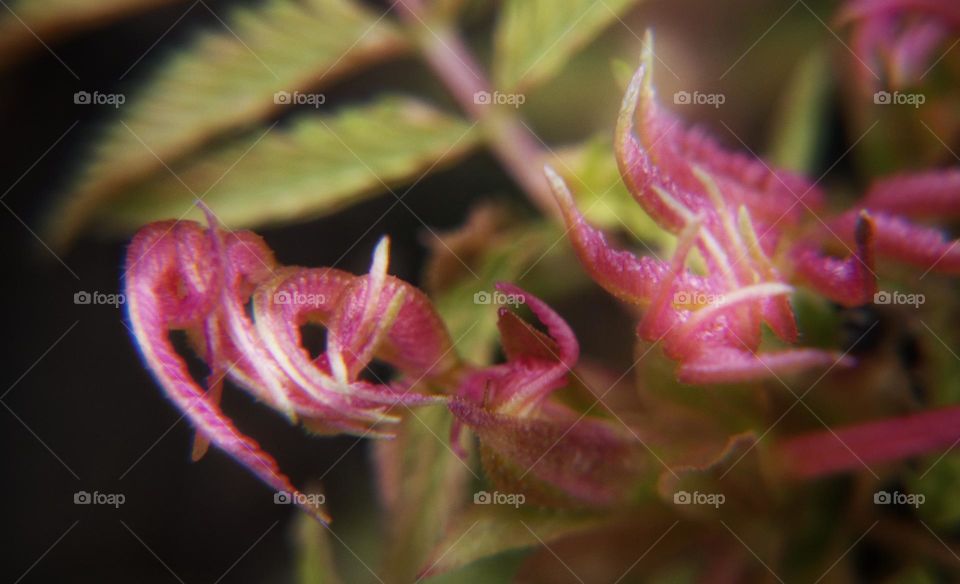 New leaves unfolding