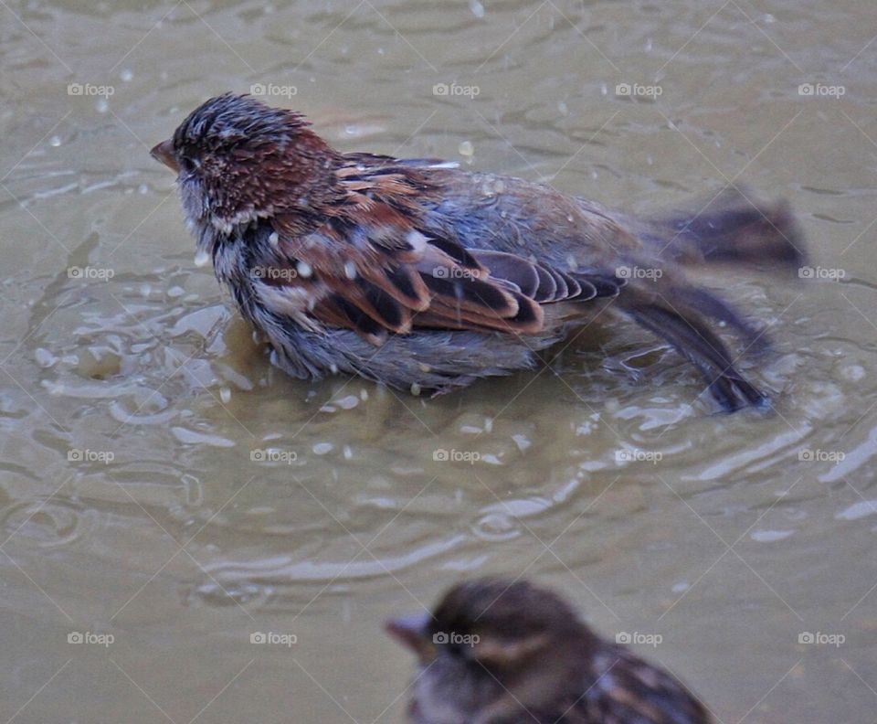 Sparrows in a puddle