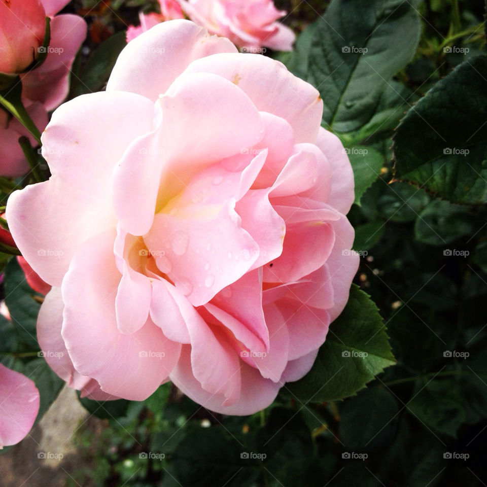 garden pink park family by lindajacobi