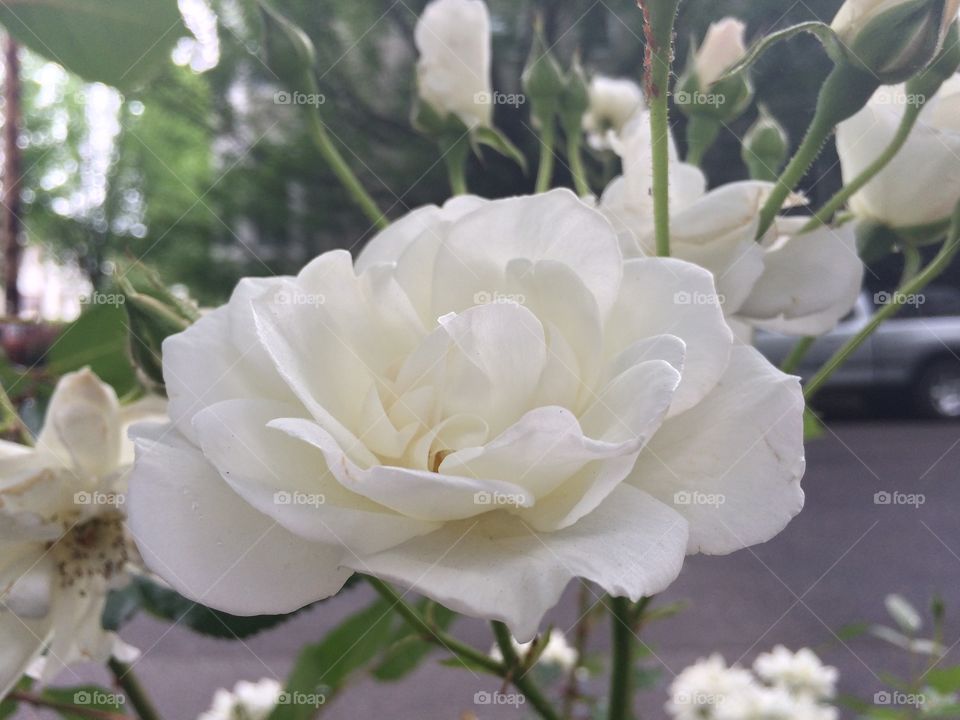 First Rose of Summer